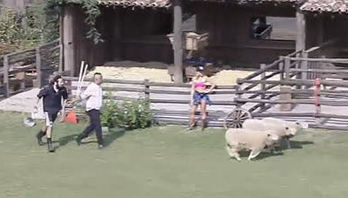 Cartolouco corre atrás de ovelhas - A Fazenda 12 (Reprodução)